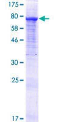 SDS-Page: Recombinant Human GTF2IRD2 Protein [H00084163-P01] - 12.5% SDS-PAGE Stained with Coomassie Blue.