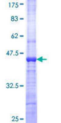 SDS-Page: Recombinant Human FLJ23356 Protein [H00084197-Q01] - 12.5% SDS-PAGE Stained with Coomassie Blue.