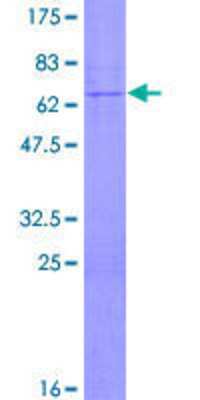 SDS-Page: Recombinant Human TBC1D3 Protein [H00084218-P01] - 12.5% SDS-PAGE Stained with Coomassie Blue.