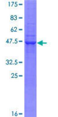 Other Recombinant Human PRADC1/PAP21 GST (N-Term) Protein