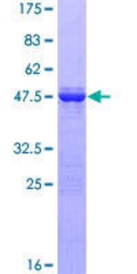 Other Recombinant Human EFCAB2 GST (N-Term) Protein
