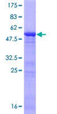 Other Recombinant Human ING5 GST (N-Term) Protein