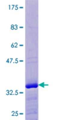 SDS-PAGE Recombinant Human ELOF1 GST (N-Term) Protein