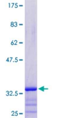 SDS-Page: Recombinant Human PRAC Protein [H00084366-P01] - 12.5% SDS-PAGE Stained with Coomassie Blue.