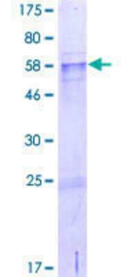 SDS-Page: Recombinant Human CCDC54 Protein [H00084692-P01] - 12.5% SDS-PAGE Stained with Coomassie Blue.