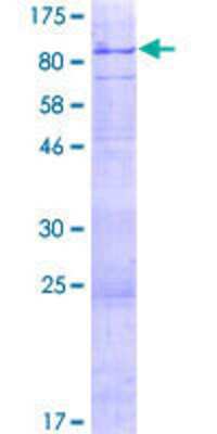 SDS-Page: Recombinant Human Connexin 62/GJA10 Protein [H00084694-P01] - 12.5% SDS-PAGE Stained with Coomassie Blue.