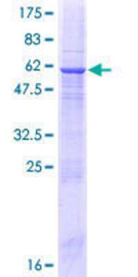 SDS-PAGE Recombinant Human CAPS2 GST (N-Term) Protein