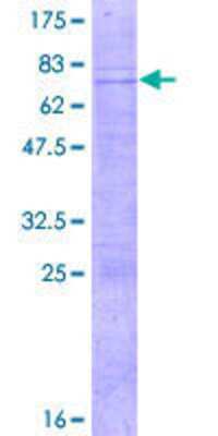 SDS-Page: Recombinant Human ATOH8 Protein [H00084913-P01] - 12.5% SDS-PAGE Stained with Coomassie Blue.