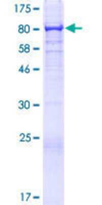 Other Recombinant Human UBASH3B/STS1/Tula-2 GST (N-Term) Protein
