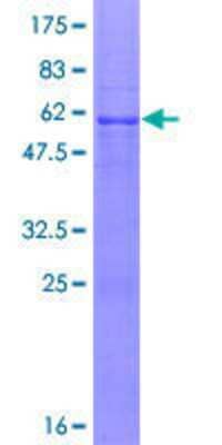 Other Recombinant Human USP45 GST (N-Term) Protein