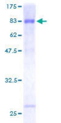 SDS-Page: Recombinant Human Ccd1/DIXDC1 Protein [H00085458-P01] - 12.5% SDS-PAGE Stained with Coomassie Blue.