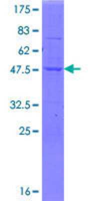 Other Recombinant Human SSH2 GST (N-Term) Protein