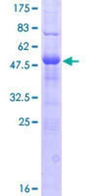 Other Recombinant Human DNAJC5B GST (N-Term) Protein