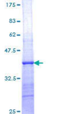 SDS-Page: Recombinant Human PSKH2 Protein [H00085481-Q01] - 12.5% SDS-PAGE Stained with Coomassie Blue.