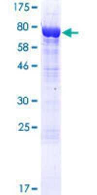 Other Recombinant Human NAV1 GST (N-Term) Protein