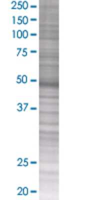 FCHSD1 transfected lysate.