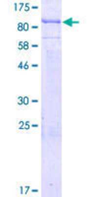 Other Recombinant Human LZTR2 GST (N-Term) Protein