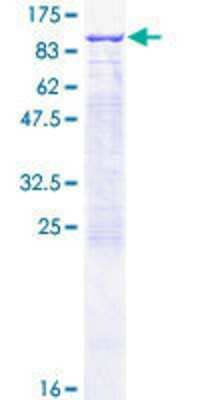 Other Recombinant Human RHOT2 GST (N-Term) Protein