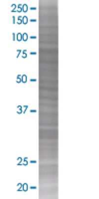 RHOT2 transfected lysate