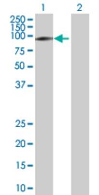Lane 1: RHOT2 transfected lysate (68.1 KDa). Lane 2: Non-transfected lysate.