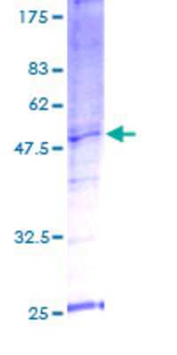 Other Recombinant Human SNX21 GST (N-Term) Protein
