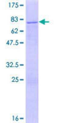 Other Recombinant Human ZNF766 GST (N-Term) Protein