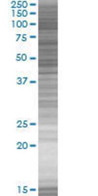 LOC90321 transfected lysate.