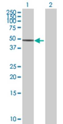 Lane 1: LOC90321 transfected lysate (51.59 KDa) Lane 2: Non-transfected lysate.