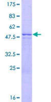 Other Recombinant Human ZNF486 GST (N-Term) Protein