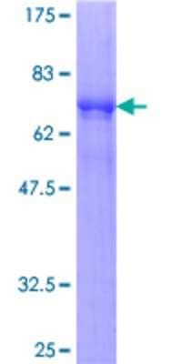 Other Recombinant Human SPSB3 GST (N-Term) Protein