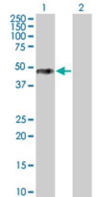 Lane 1: SPSB3 transfected lysate (39.4 KDa) Lane 2: Non-transfected lysate.