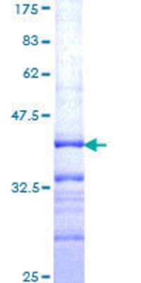 SDS-Page: Recombinant Human eEF1A2 binding protein Protein [H00091156-Q01] - 12.5% SDS-PAGE Stained with Coomassie Blue.