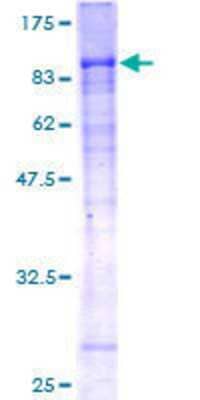 Other Recombinant Human WDR20 GST (N-Term) Protein