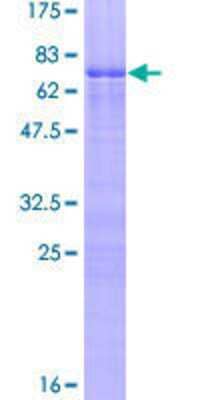 Other Recombinant Human ZNF276 GST (N-Term) Protein