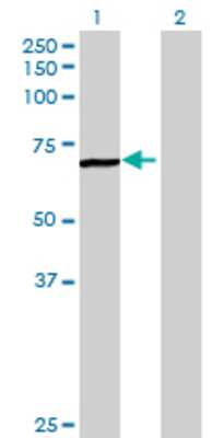 Lane 1: MARS2 transfected lysate (65.34 KDa) Lane 2: Non-transfected lysate.