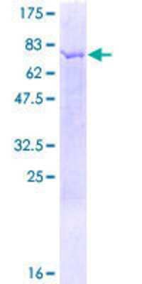 Other Recombinant Human NAPRT1 GST (N-Term) Protein