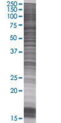 CGB5 transfected lysate.