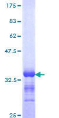 SDS-Page: Recombinant Human GNG8 Protein [H00094235-Q01] - 12.5% SDS-PAGE Stained with Coomassie Blue.