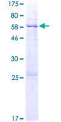 SDS-Page: Recombinant Human GLB1L3 Protein [H00112937-P01] - 12.5% SDS-PAGE Stained with Coomassie Blue.