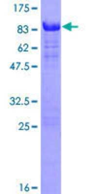 Other Recombinant Human PALM2 GST (N-Term) Protein