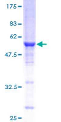 Other Recombinant Human Rab3C GST (N-Term) Protein