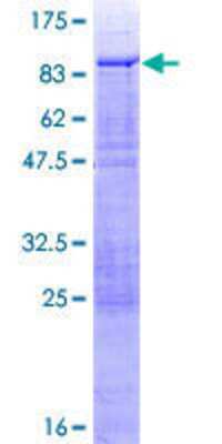 Other Recombinant Human PHACTR3 GST (N-Term) Protein