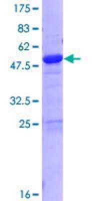 Other Recombinant Human ZMYND19 GST (N-Term) Protein