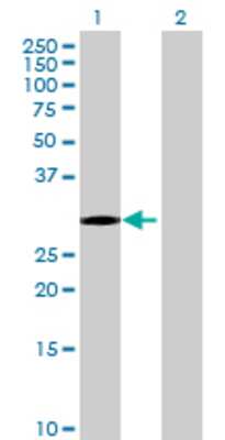 Lane 1: OLIG1 transfected lysate (28.16 KDa) Lane 2: Non-transfected lysate.