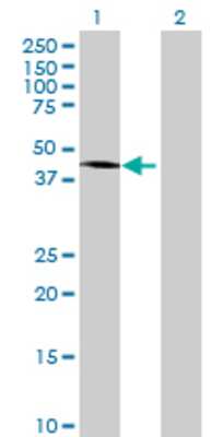 Lane 1: CENTG2 transfected lysate (43.23 KDa) Lane 2: Non-transfected lysate.