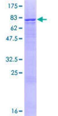 SDS-Page: Recombinant Human CYP2R1 Protein [H00120227-P01] - 12.5% SDS-PAGE Stained with Coomassie Blue.
