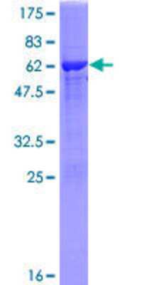 Other Recombinant Human NTAN1 GST (N-Term) Protein