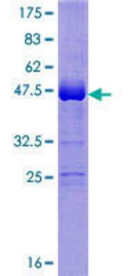 Other Recombinant Human FAM100A GST (N-Term) Protein