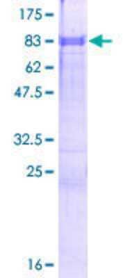 Other Recombinant Human ZFP3 GST (N-Term) Protein