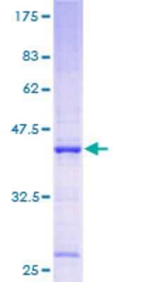 Other Recombinant Human INO80C GST (N-Term) Protein